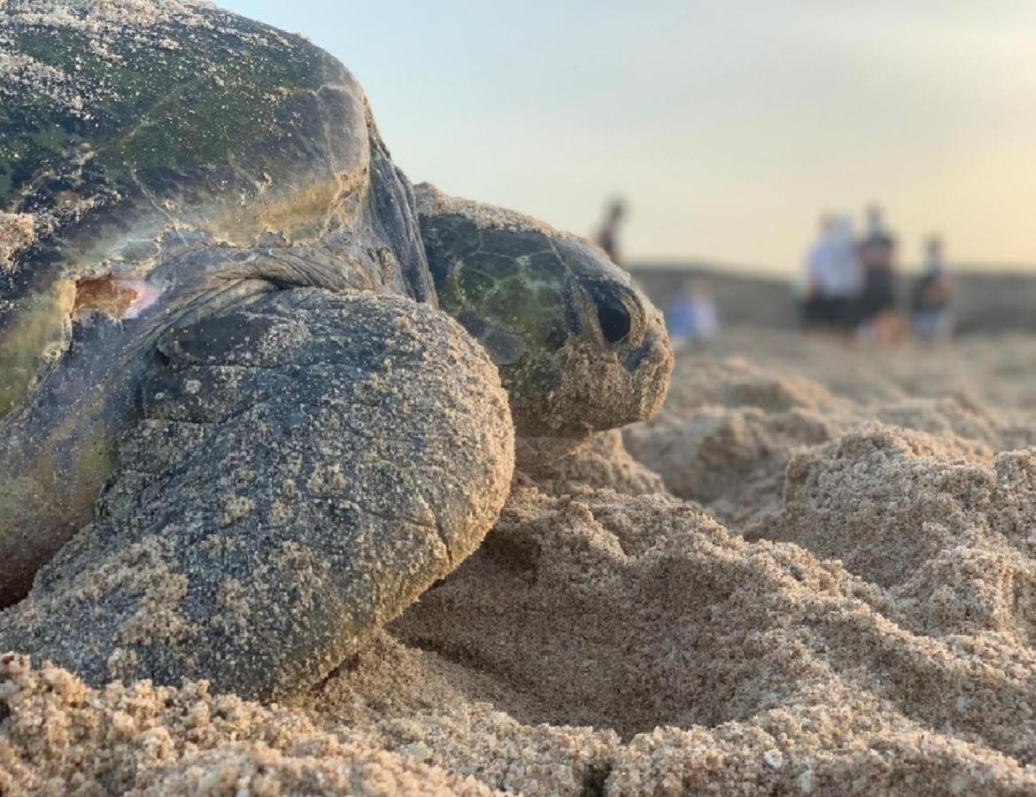 Turtle Guest House Сур Екстериор снимка