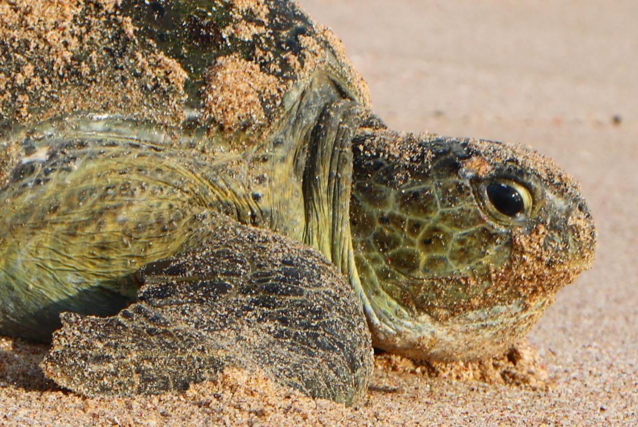 Turtle Guest House Сур Екстериор снимка
