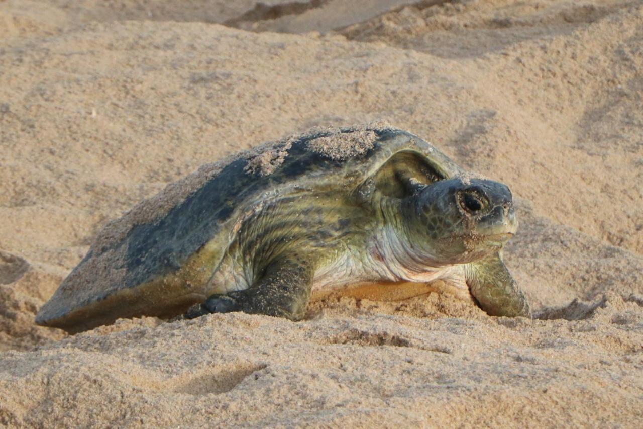 Turtle Guest House Сур Екстериор снимка