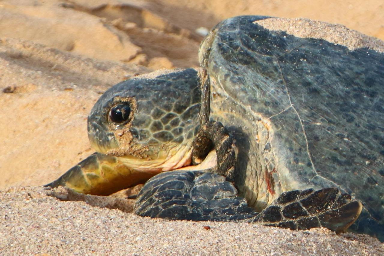 Turtle Guest House Сур Екстериор снимка